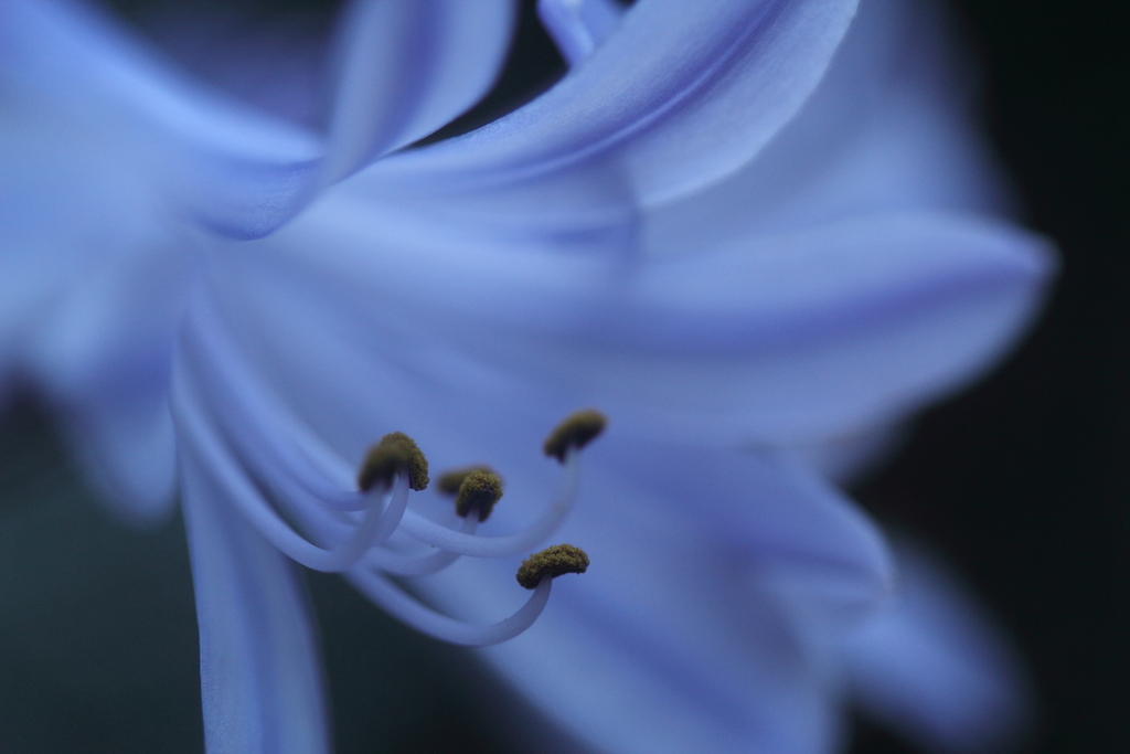 夕暮れに魅了された花