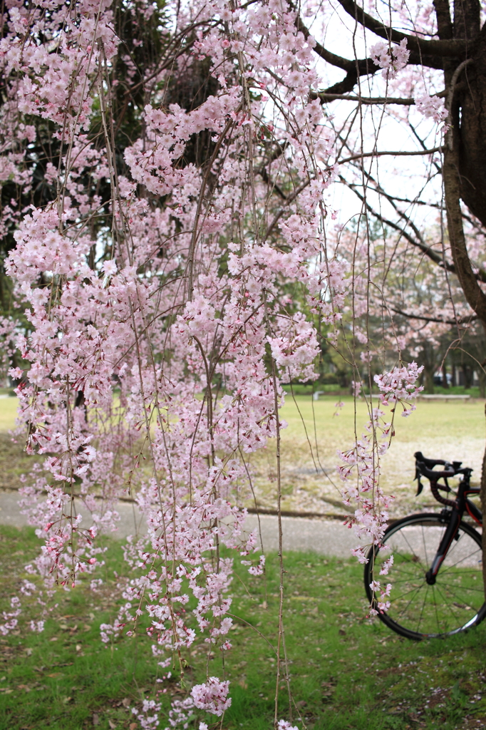 ポタリング桜散策