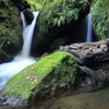 苔生す岩と流木