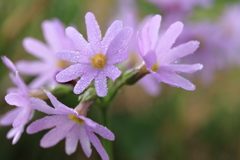 白山より花便り・ハクサンコザクラ