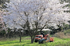 幸せの赤い幸運機