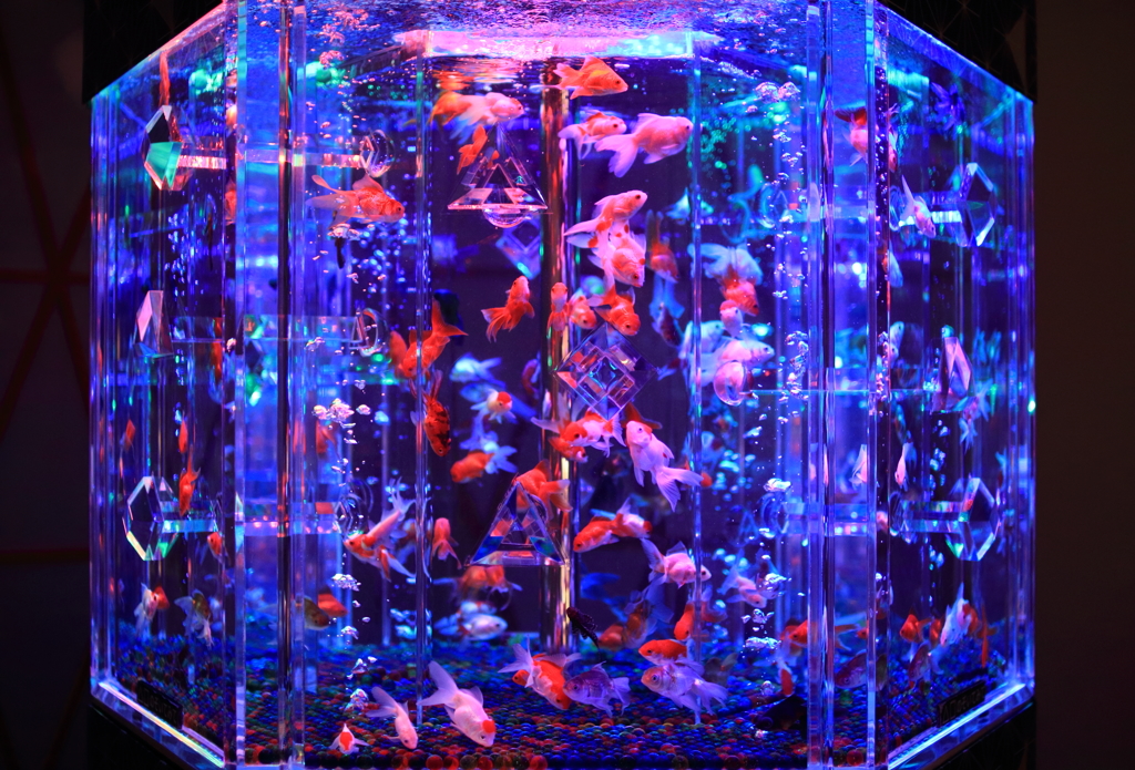art aquarium kanazawa 