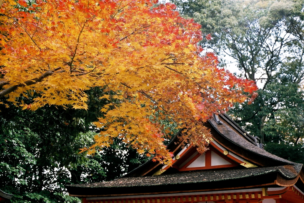 伏見稲荷紅葉 By Y1127 Id 写真共有サイト Photohito