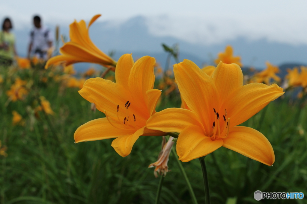キスゲのお花畑二