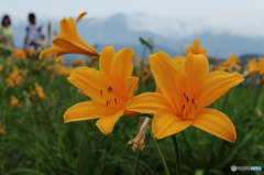キスゲのお花畑二