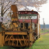 満開の桜にご満悦の雪かき列車