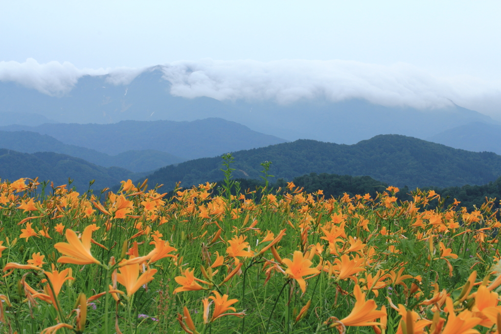 キスゲのお花畑