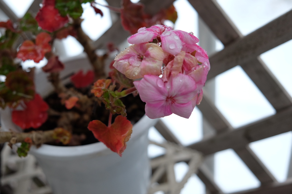 雪の中元気に咲く花