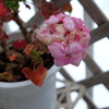 雪の中元気に咲く花