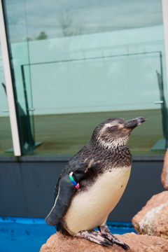 寝ているペンギンさん3