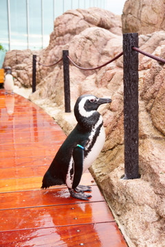 起きているペンギンさん