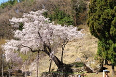 高山村の五大桜 赤和観音のしだれ桜