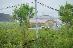 集団で下のリンゴを狙う・・・。