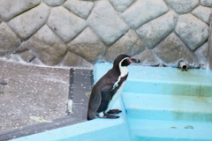 フンボルトペンギン さん