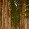 戸隠神社奥社の杉並木