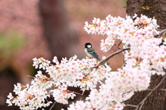 桜と四十雀