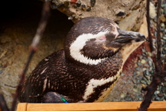 寝ているペンギンさん2