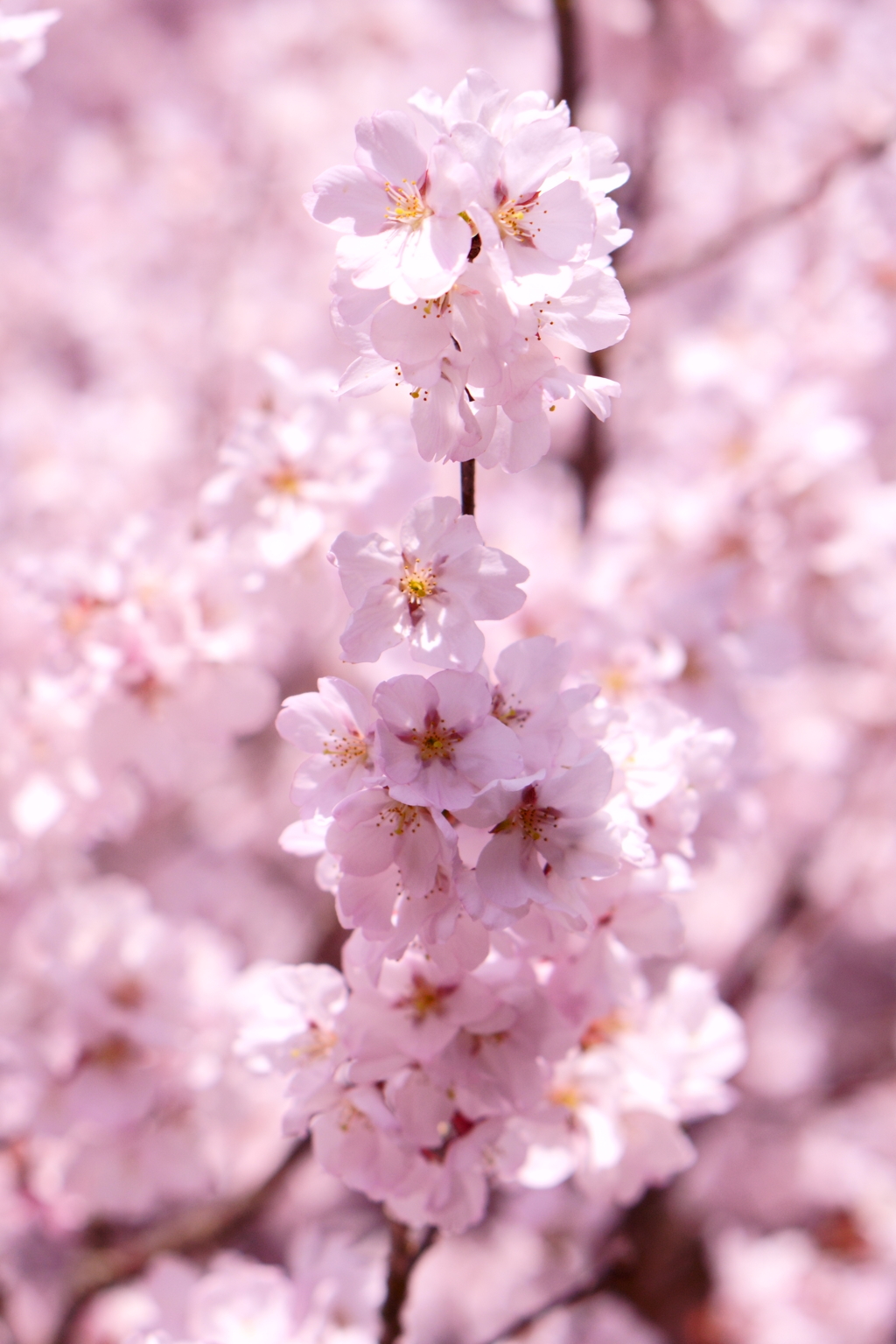 桜の花