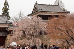 2016年上田城千本桜まつり4