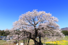高山村の五大桜　黒部のエドヒガン桜