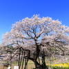 高山村の五大桜　黒部のエドヒガン桜