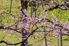 桜から桃へ
