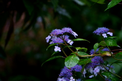 雨の日の紫陽花2