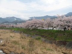 桜と小川その2