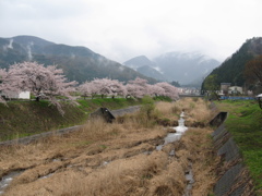 桜と小川