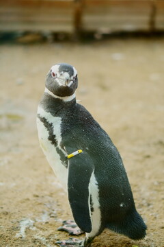 ペンギン