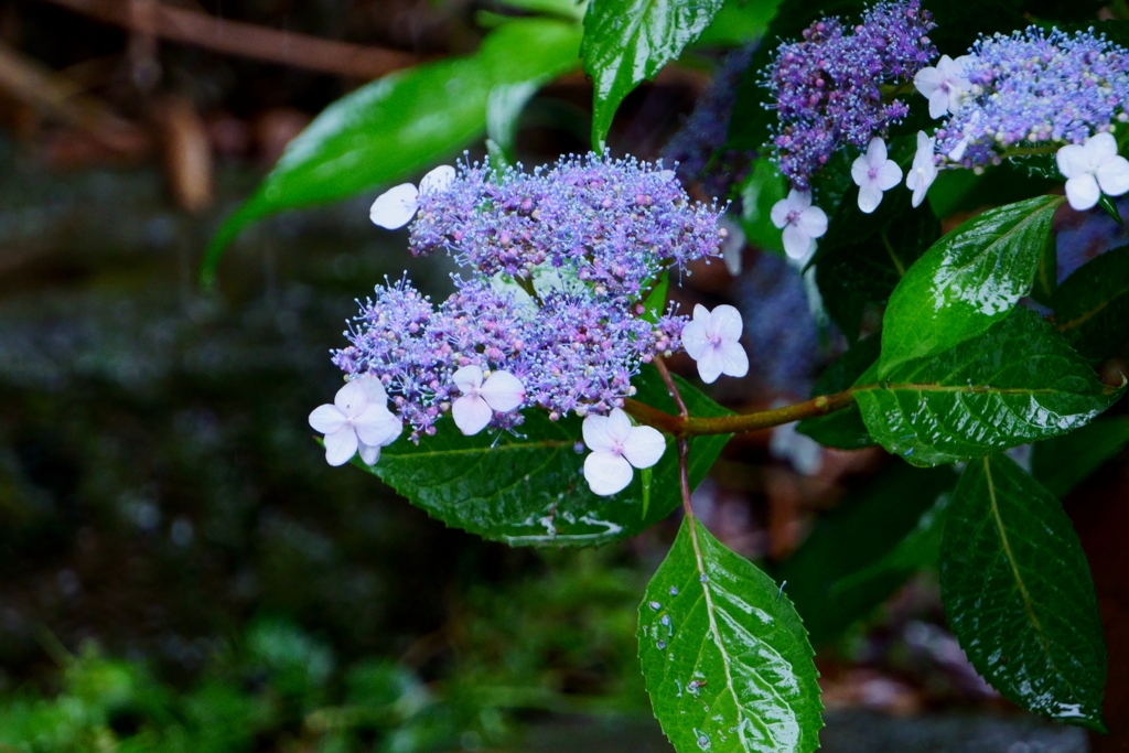 雨の日の紫陽花1