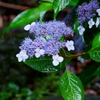 雨の日の紫陽花1