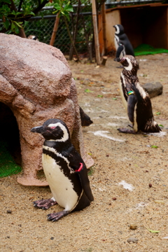 寝ているペンギンさん1