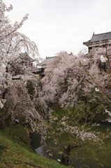 上田城千本桜祭り