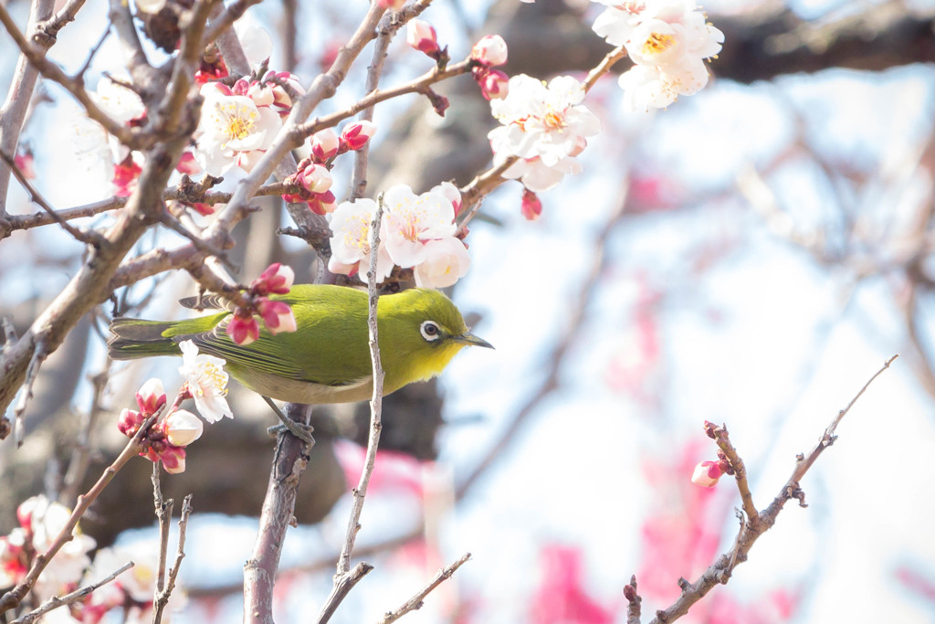 ウメジロ日和