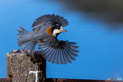 初・野鳥撮り