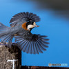 初・野鳥撮り