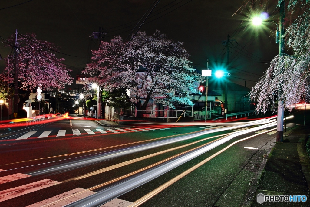 桜が見守る