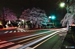 桜が見守る