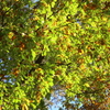 紅葉はこれから