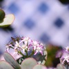 金のなる木に花が咲いた