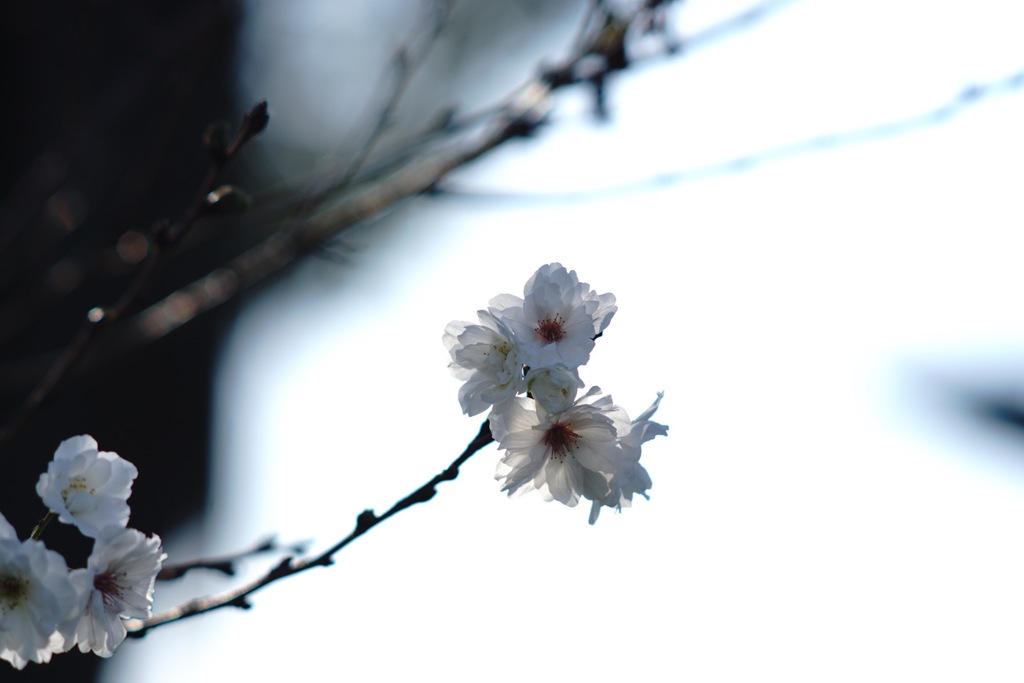 秋空に 楚々と咲く白い花 