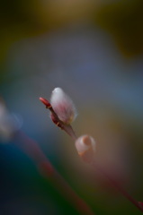 芽吹き