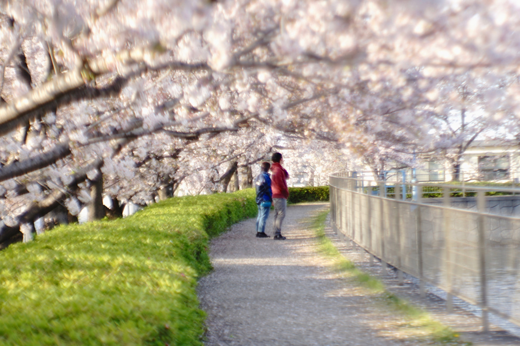 ふたりで眺める桜