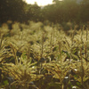 とうもろこし畑に舞うキラキラ虫