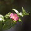 幸福の花