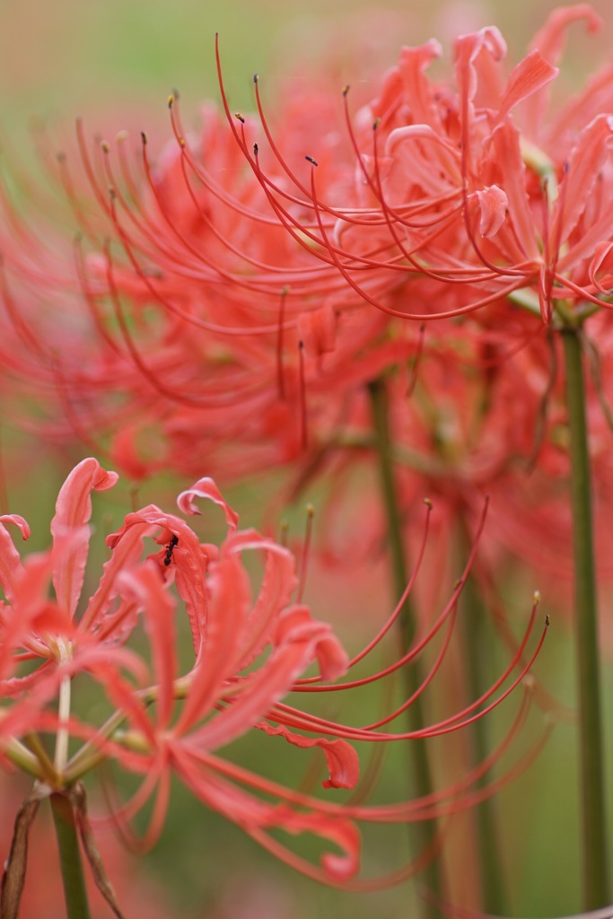 手折ることのない花 曼珠沙華