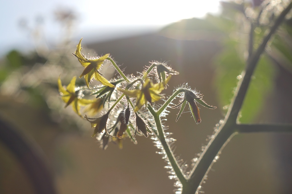アイコの花
