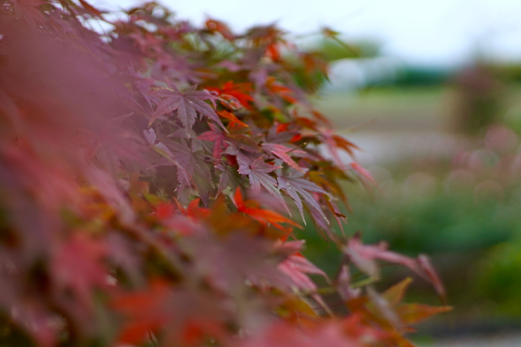 火傷するほどに 紅くなれ…
