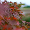 火傷するほどに 紅くなれ…